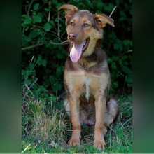 LATE, Hund, Deutscher Schäferhund-Mix in Kroatien - Bild 6
