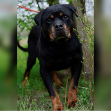 IRES, Hund, Rottweiler in Kroatien - Bild 1