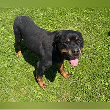 IRES, Hund, Rottweiler in Kroatien - Bild 2