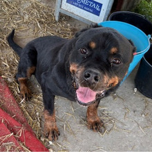 IRES, Hund, Rottweiler in Kroatien - Bild 3