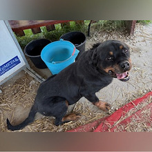 IRES, Hund, Rottweiler in Kroatien - Bild 4