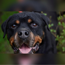 IRES, Hund, Rottweiler in Kroatien - Bild 5