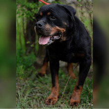 IRES, Hund, Rottweiler in Kroatien - Bild 6