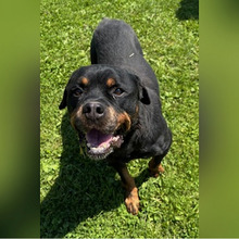 IRES, Hund, Rottweiler in Kroatien - Bild 7