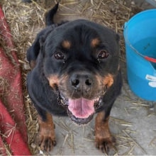 IRES, Hund, Rottweiler in Kroatien - Bild 8