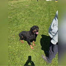IRES, Hund, Rottweiler in Kroatien - Bild 9