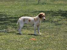 DUNA, Hund, Pointer-Mix in Immenhausen - Bild 1