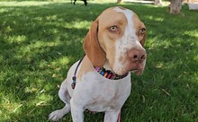DUNA, Hund, Pointer-Mix in Immenhausen - Bild 10