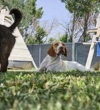 DUNA, Hund, Pointer-Mix in Immenhausen - Bild 11
