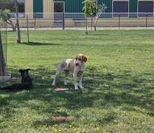 DUNA, Hund, Pointer-Mix in Immenhausen - Bild 12