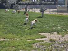 DUNA, Hund, Pointer-Mix in Immenhausen - Bild 13