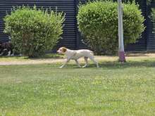 DUNA, Hund, Pointer-Mix in Immenhausen - Bild 15