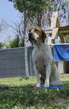 DUNA, Hund, Pointer-Mix in Immenhausen - Bild 16