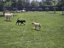 DUNA, Hund, Pointer-Mix in Immenhausen - Bild 17