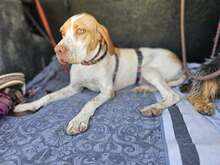 DUNA, Hund, Pointer-Mix in Immenhausen - Bild 2