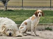 DUNA, Hund, Pointer-Mix in Immenhausen - Bild 3