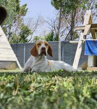 DUNA, Hund, Pointer-Mix in Immenhausen - Bild 5