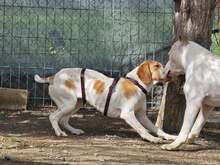 DUNA, Hund, Pointer-Mix in Immenhausen - Bild 6