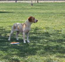 DUNA, Hund, Pointer-Mix in Immenhausen - Bild 7