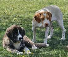 DUNA, Hund, Pointer-Mix in Immenhausen - Bild 8