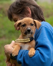MISTRAL, Hund, Mischlingshund in Ungarn - Bild 1