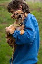 MISTRAL, Hund, Mischlingshund in Ungarn - Bild 2