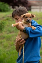 MISTRAL, Hund, Mischlingshund in Ungarn - Bild 3