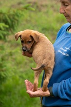 MISTRAL, Hund, Mischlingshund in Ungarn - Bild 4