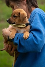 MISTRAL, Hund, Mischlingshund in Ungarn - Bild 5