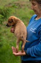 MISTRAL, Hund, Mischlingshund in Ungarn - Bild 6