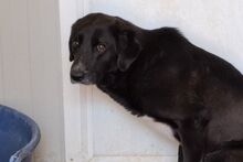 ALDOTENERO, Hund, Mischlingshund in Italien - Bild 1