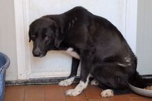 ALDOTENERO, Hund, Mischlingshund in Italien - Bild 10