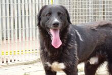 ALDOTENERO, Hund, Mischlingshund in Italien - Bild 2