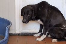 ALDOTENERO, Hund, Mischlingshund in Italien - Bild 3