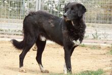 ALDOTENERO, Hund, Mischlingshund in Italien - Bild 4