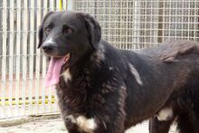 ALDOTENERO, Hund, Mischlingshund in Italien - Bild 5