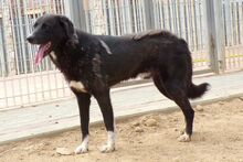 ALDOTENERO, Hund, Mischlingshund in Italien - Bild 6