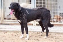 ALDOTENERO, Hund, Mischlingshund in Italien - Bild 7