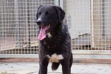 ALDOTENERO, Hund, Mischlingshund in Italien - Bild 9