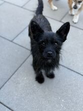 TAMMY, Hund, Mischlingshund in Kipfenberg - Bild 1