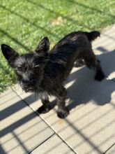 TAMMY, Hund, Mischlingshund in Kipfenberg - Bild 2