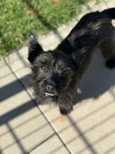 TAMMY, Hund, Mischlingshund in Kipfenberg - Bild 3