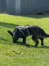 TAMMY, Hund, Mischlingshund in Kipfenberg - Bild 4