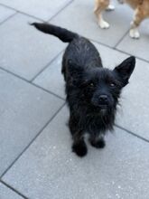 TAMMY, Hund, Mischlingshund in Kipfenberg - Bild 5