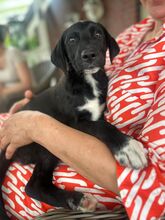 BENJAMIN, Hund, Mischlingshund in Hamburg - Bild 1