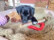 BENJAMIN, Hund, Mischlingshund in Hamburg - Bild 2