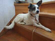 CANDY, Hund, Mischlingshund in Borna - Bild 1