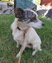 CANDY, Hund, Mischlingshund in Borna - Bild 2