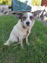 CANDY, Hund, Mischlingshund in Borna - Bild 3