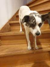 CANDY, Hund, Mischlingshund in Borna - Bild 4